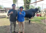 Ini Dia! Daging Sapi Kurban dari Presiden Jokowi Berbobot 900 Kg Segera Disalurkan ke 450 Kepala Keluarga di Sri Tanjung Mesuji