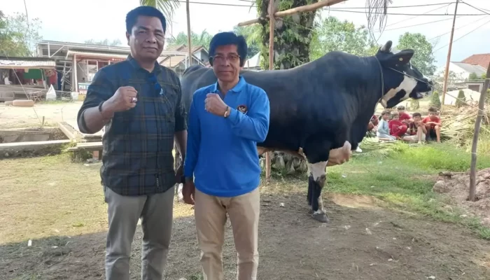Ini Dia! Daging Sapi Kurban dari Presiden Jokowi Berbobot 900 Kg Segera Disalurkan ke 450 Kepala Keluarga di Sri Tanjung Mesuji