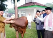 Pemkab Lampung Selatan Bagikan 41 Sapi Kurban ke Kecamatan dan Masjid Agung Kalianda