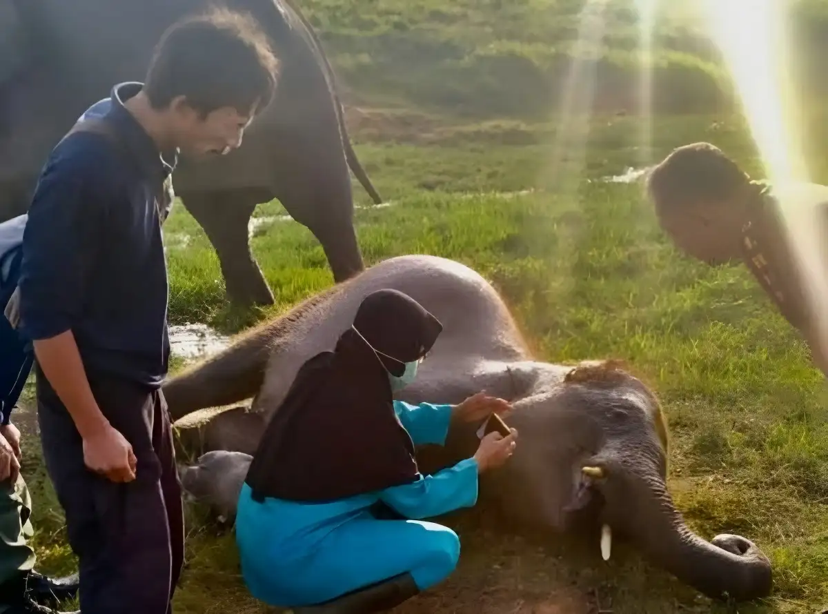 Penyebab Kematian Gajah Mambo di Taman Nasional Way Kambas Lampung Timur Tim Dokter Sedang Mengungkap Rahasianya!