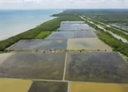 Upaya Pemerintah Mengawasi Rehabilitasi Mangrove Green Belt Tambak Dipasena Melalui Survei Kerusakan dan Reboisasi Ratusan Hektare