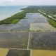 Upaya Pemerintah Mengawasi Rehabilitasi Mangrove Green Belt Tambak Dipasena Melalui Survei Kerusakan dan Reboisasi Ratusan Hektare