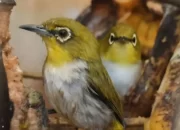 Dikirim ke Banten, Balai Karantina Tangkap Penyelundup Ribuan Satwa Burung Ilegal Asal Way Kanan di Bakauheni