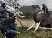 Keajaiban Lima Jenis Binatang Besar di Taman Nasional Way Kambas, Lampung Timur: Pesona Wisata Indonesia yang Tak Tertandingi!