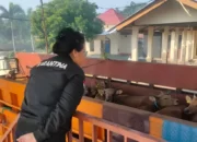 Tanpa Dokumen, Ratusan Sapi Potong Asal NTB Tertahan di Pelabuhan Bakauheni menuju Lampung