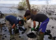 Kejadian Terbaru: Pantai Kedu Warna di Lampung Selatan Tercemar Limbah Hitam, Diduga Berasal dari Minyak Mentah