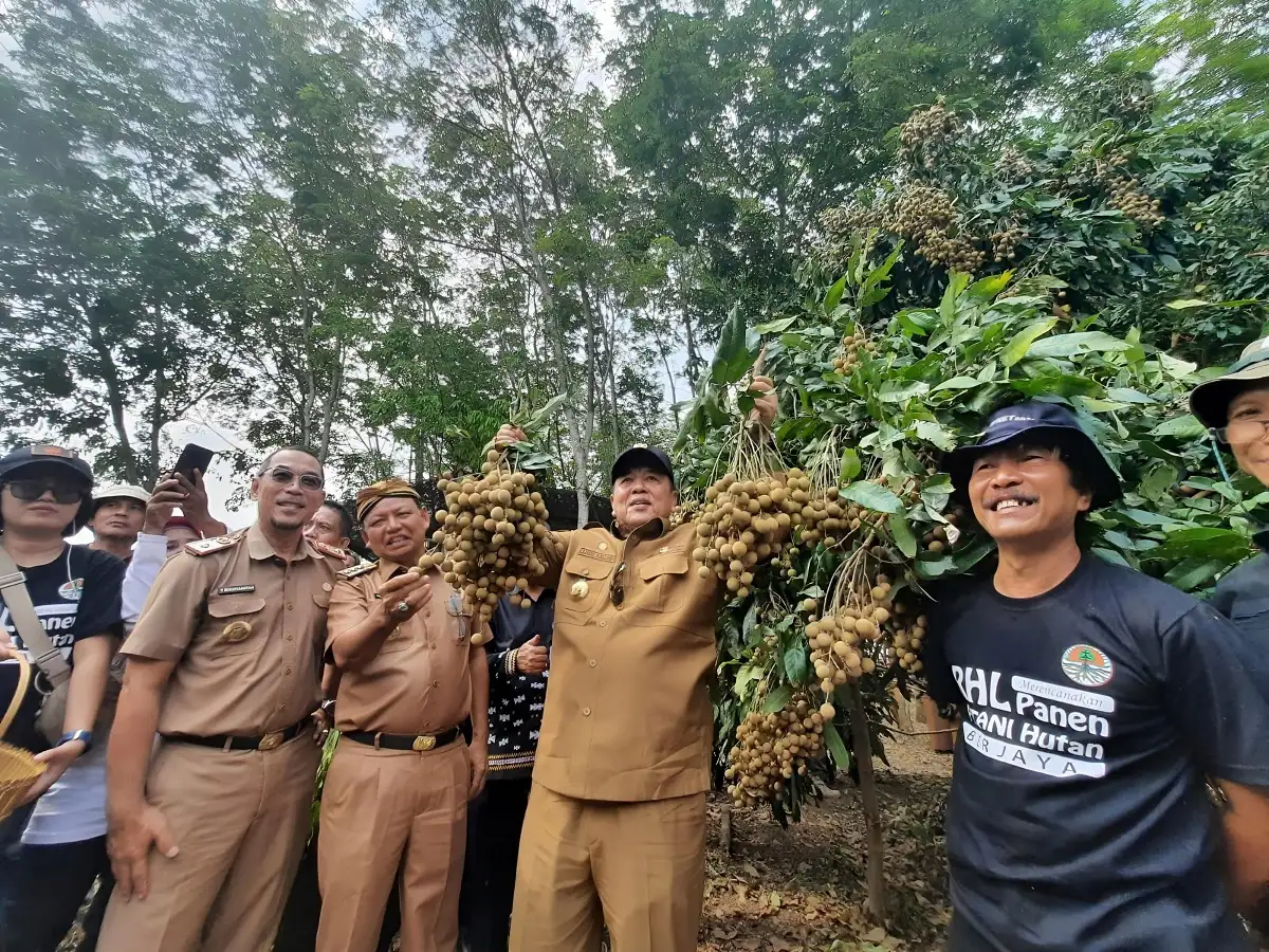 Potensi Sentra Kelengkeng di Lampung Timur, Gubernur Arinal Dorong Dukungan Berbagai Pihak