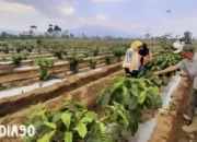 Penerapan Sistem Pagar Meningkatkan Produksi Kopi dan Kesejahteraan Petani di Lampung Barat