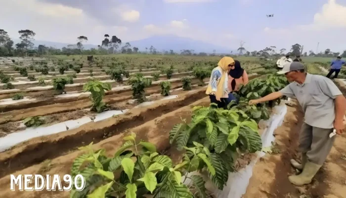 Penerapan Sistem Pagar Meningkatkan Produksi Kopi dan Kesejahteraan Petani di Lampung Barat