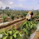 Tingkatkan Produksi, Petani Kopi Lampung Barat Terapkan Sistem Pagar