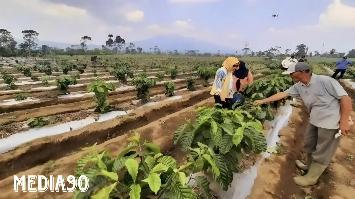 Tingkatkan Produksi, Petani Kopi Lampung Barat Terapkan Sistem Pagar