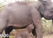 Gajah Riska Sambut Kedatangan Sang Buah Hati di Keindahan Taman Nasional Way Kambas Lampung Timur