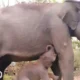 Gajah Riska Lahirkan Anak Kedua di Taman Nasional Way Kambas Lampung Timur