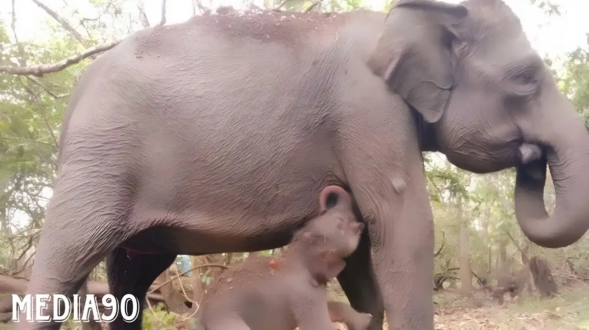 Gajah Riska Lahirkan Anak Kedua di Taman Nasional Way Kambas Lampung Timur