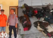 Kejutan Petualangan: Pemuda Asal Gedong Tataan Ditangkap Saat Membawa 11 Ayam dan Entok Curian di Gadingrejo Pringsewu