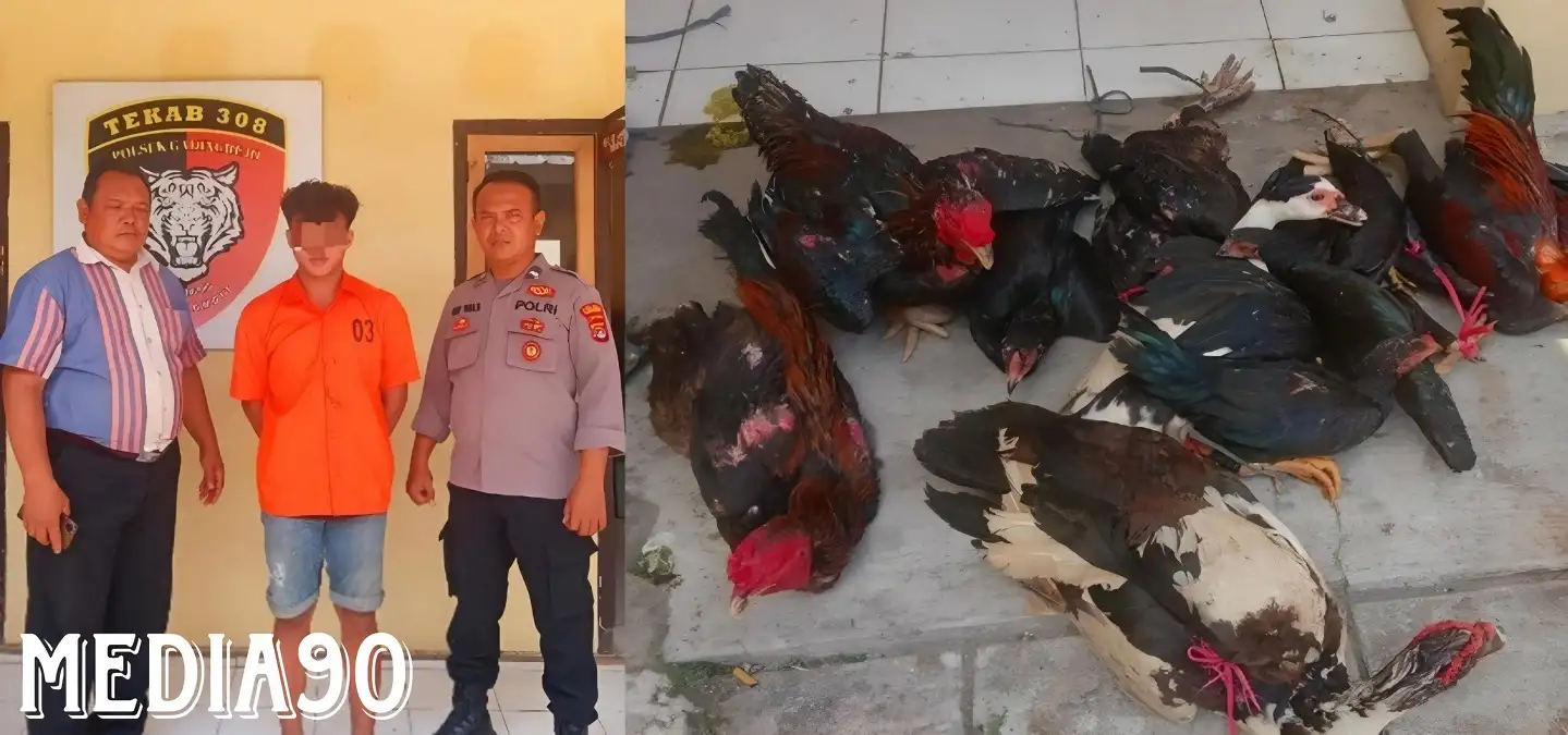 Apes, Tepergok Bawa 11 Ayam dan Entok Curian di Gadingrejo Pringsewu, Pemuda Asal Gedong Tataan ini Diringkus