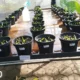 Dosen Hortikultura Polinela Teliti Ekstrak Bawang Merah Sebagai ZPT Alami