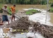Dua Hari Hujan Deras, 149 Rumah Terendam Banjir di Semaka Tanggamus, Tanggul Jebol Jembatan Putus