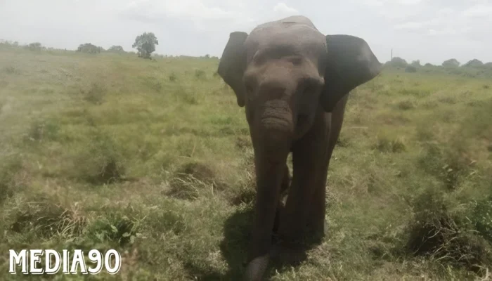 Dramatis! Tragedi Kehilangan Dugol, Sang Gajah Jantan Pemberani di Taman Nasional Way Kambas Lampung Timur