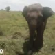 Dugol, Gajah Jantan Liar Paling Ditakuti Warga di Taman Nasional Way Kambas Lampung Timur Ditemukan Mati