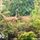 Kawanan Gajah Liar Rusak Kebun dan Rumah di Ngambur Pesisir Barat, Kerugian Capai Rp1 Miliar