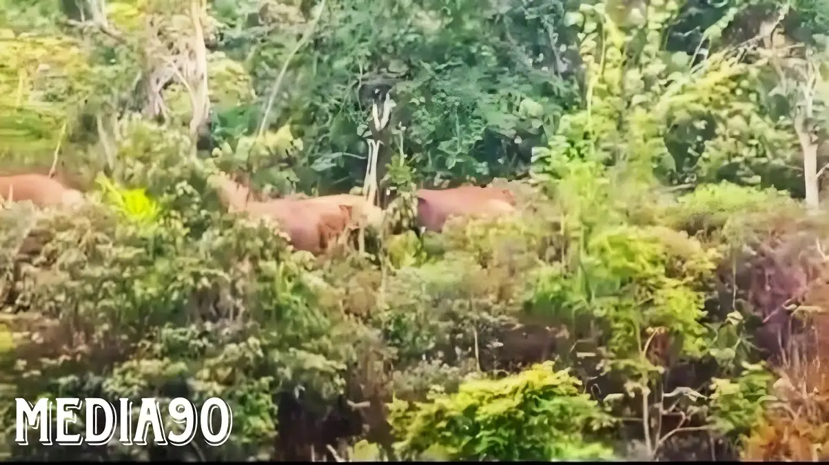 Kawanan Gajah Liar Rusak Kebun dan Rumah di Ngambur Pesisir Barat, Kerugian Capai Rp1 Miliar