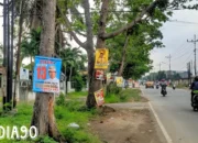 Puluhan APK Caleg di Bandar Lampung Dipasang di Pohon, Warga Minta Bawaslu Segera Tertibkan