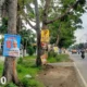 Puluhan APK Caleg di Bandar Lampung Dipasang di Pohon, Warga Minta Bawaslu Segera Tertibkan