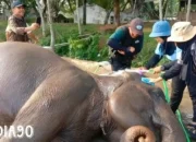 Tanpa Atraksi Tunggang Gajah, Taman Nasional Way Kambas Lampung Timur NWK Dibuka Lagi 20 Desember 2023