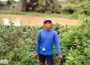 Buaya Muncul di Sungai, Warga Braja Emas Way Jepara Lampung Timur Takut ke Sawah dan Cari Ikan