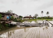 PLN Himbau Masyarakat Lampung Tingkatkan Kewaspadaan Listrik Menghadapi Peningkatan Cuaca Ekstrem