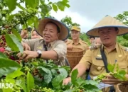 Sukses Berkebun Kopi Arabika di Lampung Barat dengan Inovatif: Metode Tanam Pagar Menjadi Kunci