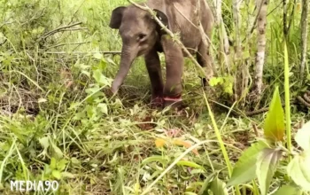 Gajah TNWK Lampung Timur Ditemukan Terjerat Perangkap Pemburu Liar Sebulan, Badan Kurus Kaki Luka