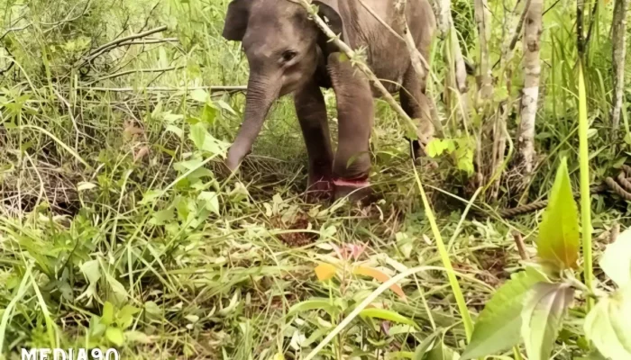 Gajah TNWK Lampung Timur Ditemukan Terperangkap oleh Perburuan Liar: Sebulan Terluka dan Badan Kurus