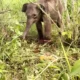 Gajah TNWK Lampung Timur Ditemukan Terperangkap oleh Perburuan Liar: Sebulan Terluka dan Badan Kurus