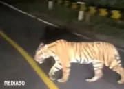 Viral! Harimau Terekam Warga Muncul di Jalinbar Tanggamus-Pesisir Barat Bengkunat