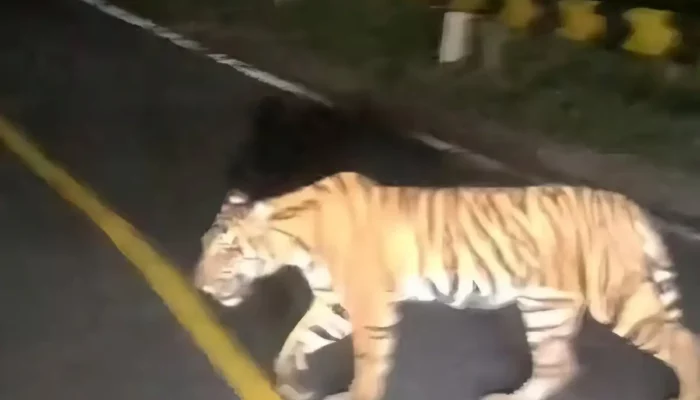 Kehebohan! Video Viral: Harimau Terperangkap di Kawasan Jalinbar Tanggamus-Pesisir Barat Bengkunat