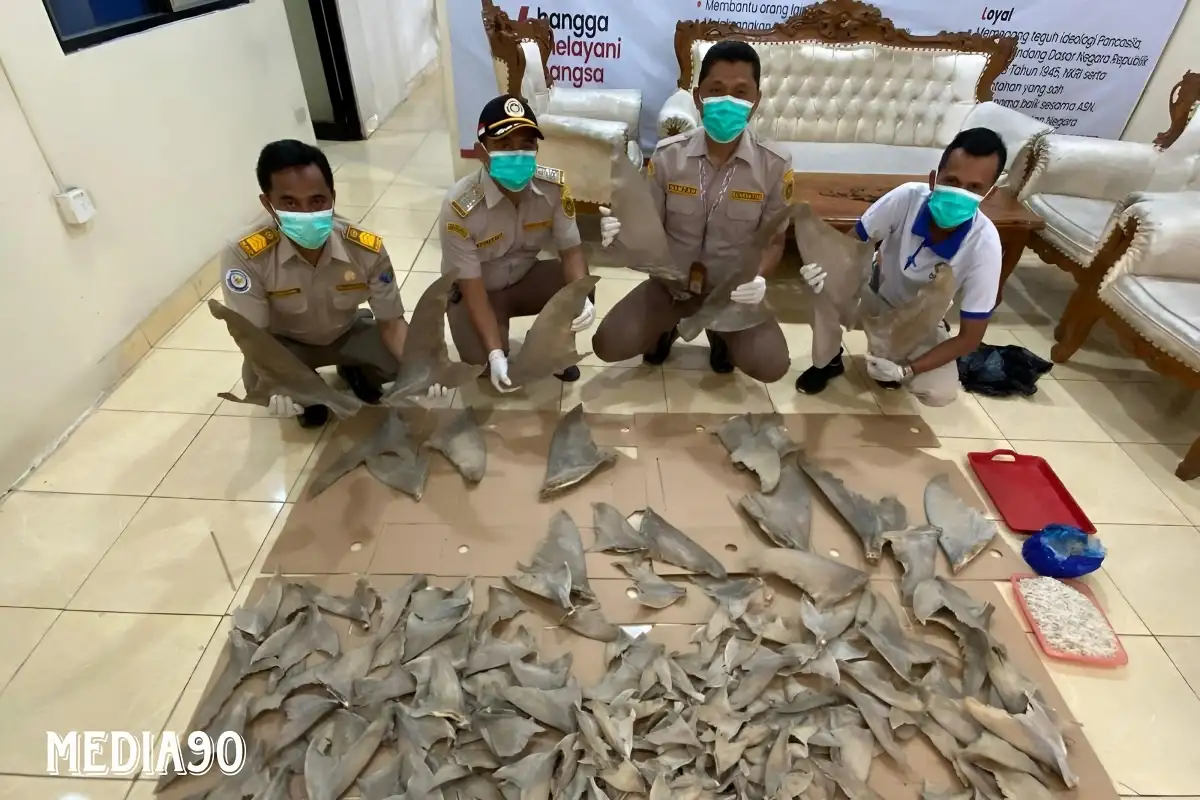 Dikirim dari Medan, Balai Karantina Lampung Gagalkan Penyeludupan Ratusan Sirip Hiu di Bakauheni
