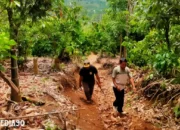 Belum Tertangkap: Enam Kandang Jebak di Suoh dan BNS Lampung Barat untuk Tangkap Harimau Pemangsa Warga