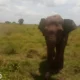 Kawanan Gajah Liar TNWK Lampung Timur Serang Petani di Desa Muara Jaya Sukadana hingga Luka