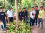 Dari Niat Foya-Foya ke Tegambuy: Resedivis Gasak 1 Ton Pisang di Lampung Selatan