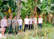 Kejadian Langka: Petani Terkejut Saksikan Harimau Saat Panen Jagung di Gunung Doh BNS Tanggamus, Penduduk Diimbau Tetap Waspada