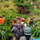 Tak Kunjung Ditemukan, Pencarian Wanita Hilang di Hutan Tanjung Raja, Lampung Utara Sejak Selasa, Dihentikan
