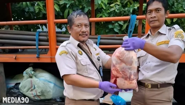 Bekasi Tertahan, Balai Karantina Bakauheni Gagalkan Penyelundupan 390 Kg Daging Celeng Ilegal
