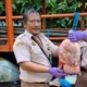 Bekasi Tertahan, Balai Karantina Bakauheni Gagalkan Penyelundupan 390 Kg Daging Celeng Ilegal