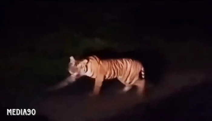 Kejadian Langka: Harimau Tertangkap Kamera Melintas di Jalan Raya Pesisir Barat-Tanggamus Sanggi Bengkunat