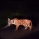 Lagi, Harimau Terekam Kamera Melintas di Jalan Raya Pesisir Barat-Tanggamus Sanggi Bengkunat