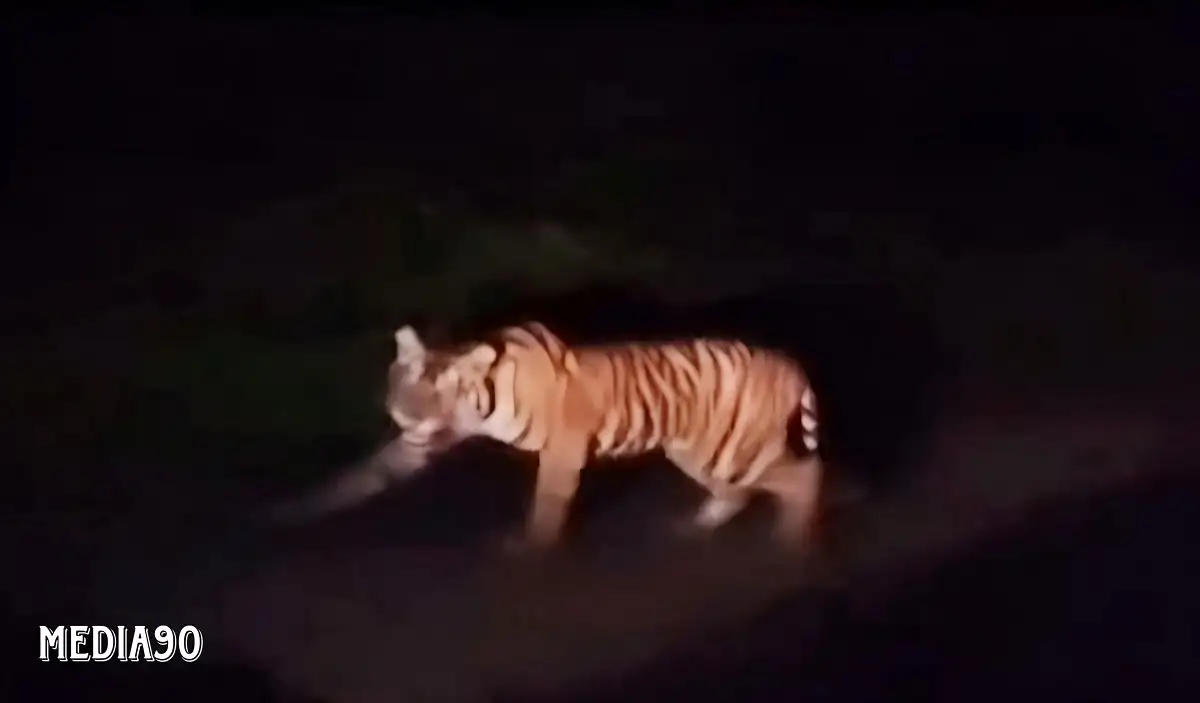Lagi, Harimau Terekam Kamera Melintas di Jalan Raya Pesisir Barat-Tanggamus Sanggi Bengkunat