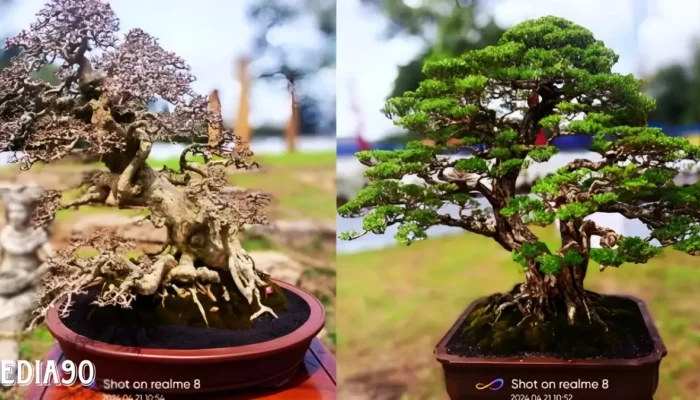 Perkasa di Miniatur Alam: Kontes Bonsai Nasional PPBI Tubaba, Memukau dengan Tema Cengget Bonsai Tubaba
