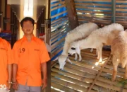 Curi 20 Kambing di Pringsewu, Dua Komplotan Asal Pugung Tanggamus ini Ditangkap Polisi